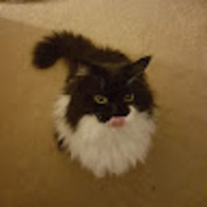 Meet your Posher, Franny